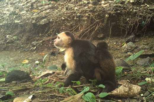 Capuchin monkeys are stealing howler monkey babies in weird fad