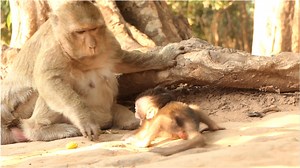 105K views · 2.3K reactions | Wow What Going On Baby Bobby Why Cry Scared Seizure On The Ground Until Pass Stool Like This? | Lovely Monkey | Facebook