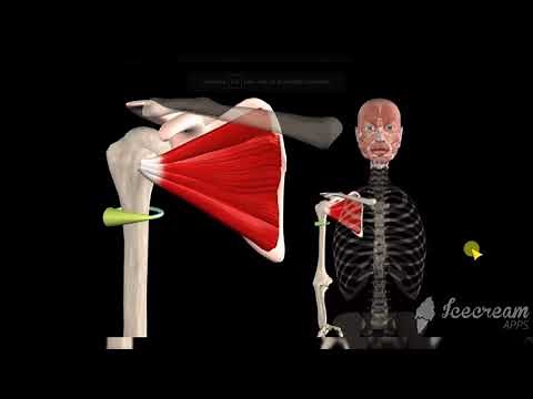 Músculo Subescapular