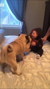 3.7M views · 60K reactions | This is true happiness  | LADbible | Facebook