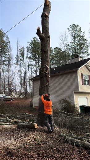 #fyp #supportsmallbusiness #proservicetreeservice #TreeRemoval