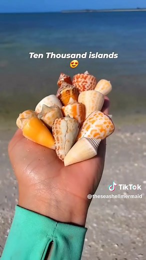 Discover the Best Shells in Florida's Ten Thousand Islands