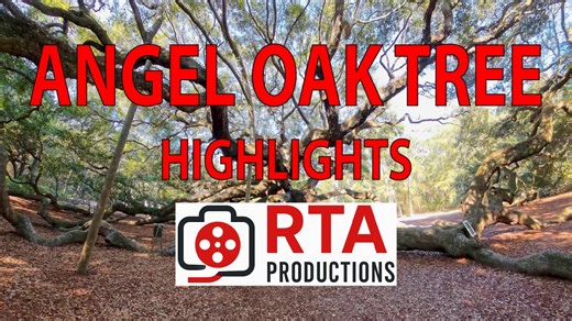 The Majestic Angel Oak Tree: A Living Testament to Time : A Living Testament to Time : VHS/8mm to DVD/USB TransfersHidden within the serene landscapes of Johns Island, South Carolina, stands one of… | RTA VIDEO & PHOTO PRODUCTIONS