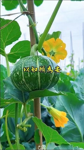 早安！把心放空，人生就輕鬆。 #早安祝福 #每日祝福 #Shorts #早安 #GoodMorning #早安圖 #早安問候