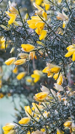 Ever heard the saying "When gorse is out of bloom, kissing's out of season"? Learn all about the native evergreen shrub gorse (Ulex), from its romantic connotations to how it supports other plants, with botanist Dr Greg Kenicer. | Royal Botanic Garden Edinburgh