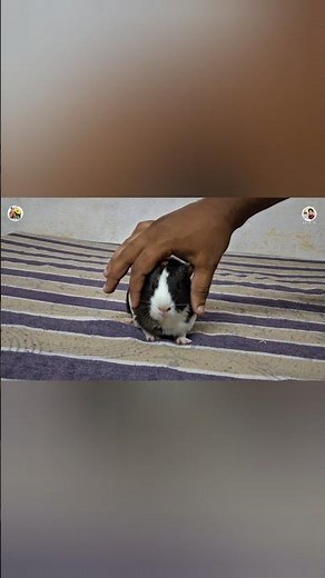 meet my pregnant guinea pig #guineapighome #planetblueanand