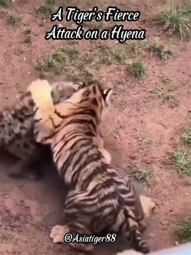 Tiger vs Hyena: The Deadly Encounter!!! #tiger #prey #viral #viral