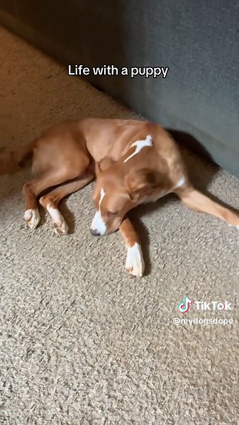 Guilty Dogs: Why They Make Us Laugh