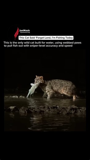 JustWatch on Instagram: "Follow @justwatchog for daily wildlife facts that actually teach you something new. The Fishing Cat is the only wild cat truly adapted for water. It uses partially webbed paws, powerful night vision, and a low-splash hunting technique to grab fish with extreme accuracy. Unlike most cats that avoid water, this species depends on wetlands for survival and can swim long distances while tracking prey. One of the most unique and endangered predators in Asia, the Fishing Cat i