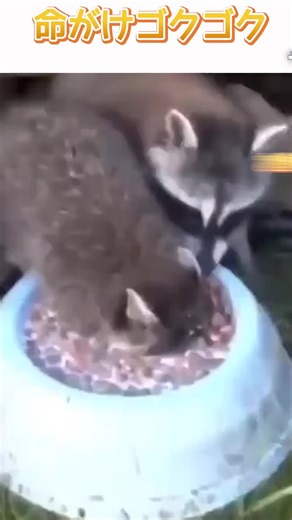 【コンのアフレコ】命がけゴクゴク【コンなお時間(サブチャンネル)もよろしくお願いします！】 #アフレコ #面白動画