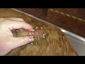 Removing Monster Mango worms From Helpless Dog #12