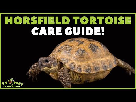 Russian / Horsfield Tortoise Care - How To Take Care Of A Russian / Horsfield Tortoise