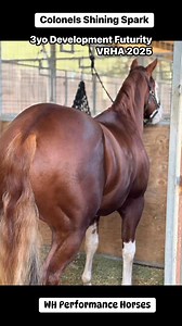The last week has been spent at VRHA State Championship Show with ‘Mojo’, a 3yo stallion by Colonels Shining Gun, out of All About Mary. Mojo’s first trip in the show pen was so much fun. He was Reserve Champion in his class, and showed us a lot of talent and tons of promise for his future #ReiningHorses #ColonelsShiningGun #NRHAReining | WH Performance Horses