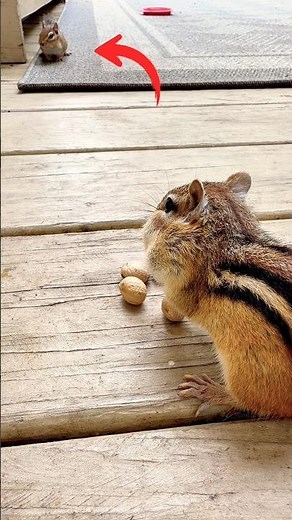 Chipmunk Waited SO Politely for His Turn #shorts #funny #funnyanimals #wildlife #reels #cute #nature