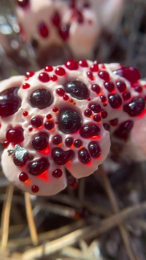 Happy Sunday from these very bloody mushrooms. This clip is mostly Hydnellum peckii the Bleeding Tooth fungus, along with Abortiporus biennis, Sarcodes sanguinea, Fistulina hepatica, Cortinarius smithii, and Ramaria araiospora. . .The song by U2 is a commemoration of when British Soldiers massacred 30 Irish civilians on January 30th 1972. Remember, the British crown has blood on its hands. .#blood #🩸#bloodysunday #sunday #mycology #fungi #fascinatedbyfungi #bleedingtoothfungus #bleedingtooth #b
