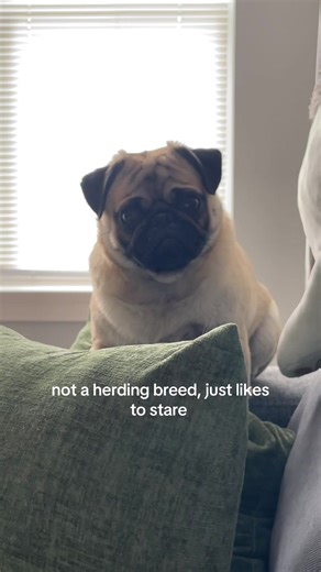 Understanding Pug Behavior: Why They Stare