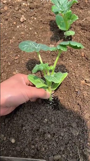 DIY Vegetable Gardening: Transplanting Seedlings Like a Pro