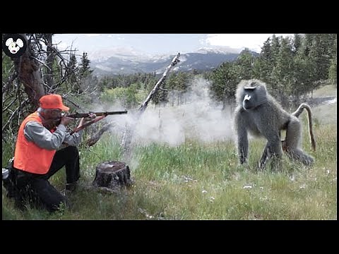 How Do American Farmers And Hunters Deal With Baboons By Guns - The Best Hunting