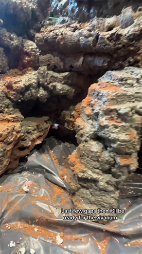 Creating the Perfect Bearded Dragon Vivarium