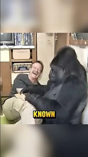A Gorilla That Can Talk