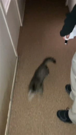 Chaton qui joue avec un laser