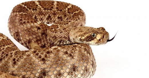 Western Diamondback Rattlesnake