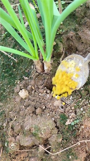 Fertilize the only two onions #tips #farmlife