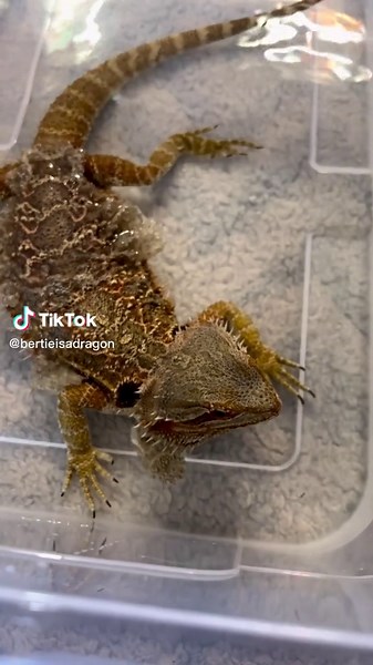 Real time back shed removal. Bertie took a bath while she was shedding and she single handedly removed the remainder of her back shed in that bath. Then she pooped in it! . . . . . #Animals #beardeddragon #beardeddragonbreeder #beardeddragonlife #beardeddragonlove #beardeddragonlover #beardeddragonofinstagram #beardeddragonoftheday #beardeddragons #beardeddragonsofig #beardeddragonsofinsta #beardeddragonsofinstagram #beardie #beardielove #beardiesofig #beardiesofinstagram #cute #dragon #exoticpe