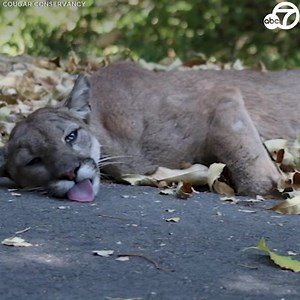 A cougar likely burned in the Bobcat Fire is finally on the mend after she turned up in a backyard in Monrovia. Biologists say all four of the cougar's paws were burned and bleeding. She is now in a Sacramento wildlife lab, where vets say she is responding positively to treatment. https://abc7.la/36L3515 | ABC7