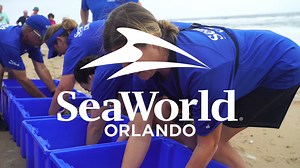 33K views · 515 reactions | After months of rehabilitation at our critical care facility, the SeaWorld Orlando rescue team successfully returned 16 endangered Kemp’s ridley sea turtles! | SeaWorld Orlando | Facebook