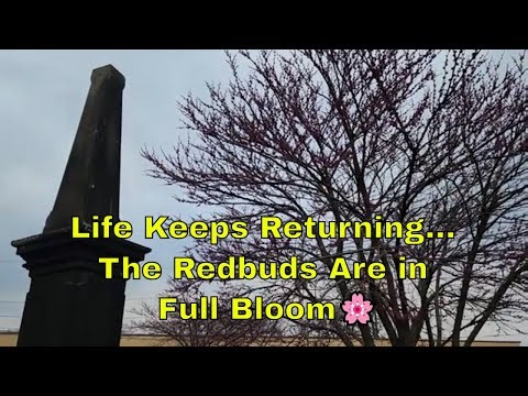 Life Keeps Returning… The Redbuds Are in Full Bloom🌸🪦