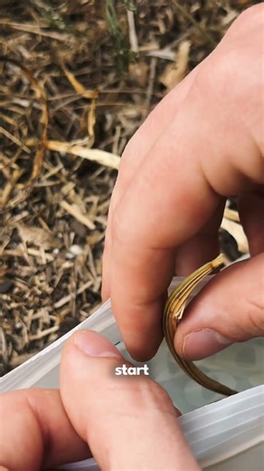 California Poppy Seed Saving - How To Do It #californiapoppy #seedsaving #flowergarden #seedsaver