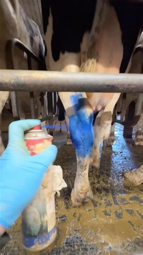 💙 Why are American Cows Marked Blue and Purple 🐄