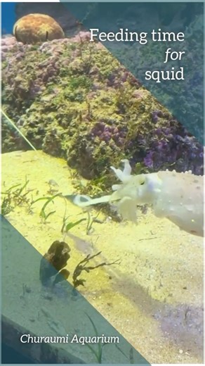 Cute or Scary? Squid Feeding at Churaumi Aquarium 😳 #japanvlog