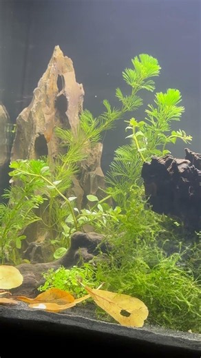 Coming Soon: My Fluval Flex 15 Betta Community Tank 🌿🐟