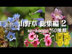 【この花なぁに2025総集編②】山野草 春50種類