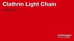 Anti-Clathrin Light Chain Antibodies | Invitrogen