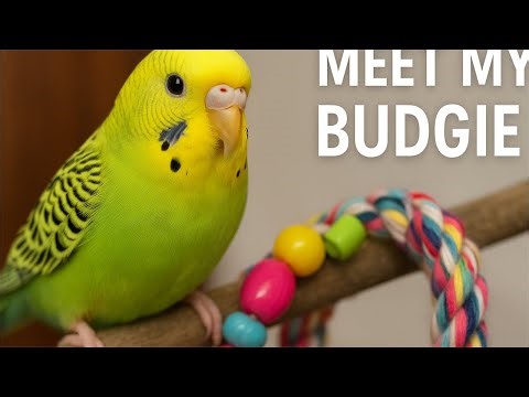 Cute Budgie LIVE 💚 Budgie Live | Cute Parrot Playing, Eating & Chirping | Relaxing Bird Sounds