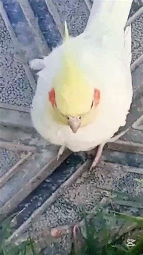 How do Cockatiels eat grass in happy mode ? watch . #birds #lovebirds #cockatiel 🌄🔥🩵🐦