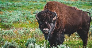 Quelle est la différence entre un bison et un buffle ?