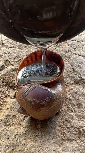 Backyard Foundry Aluminum Snail Shell! 🛠️🐌 #homemadediy #metal #shorts