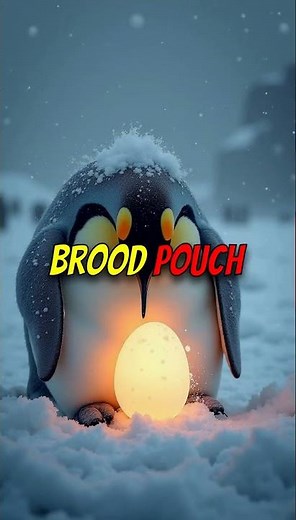 Amazing Emperor Penguin Facts: How Males Hatch Eggs in Freezing Antarctic Winters