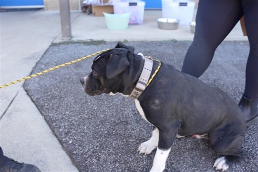 Hall County Government on Reels | Facebook