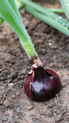 Onion Plant #shorts #onion #onions #onionplant #plantlovers ‪@Plants-World‬