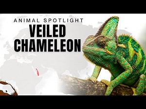 Meet the veiled chameleon! 🦎✨