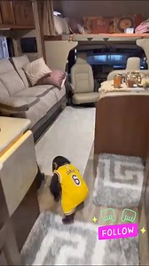 The cutest baby chimpanzee .The love we give to Chimps 😍 ❤️ | Wildlife Wonders