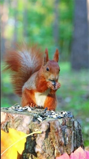 Red Squirrel eating from a Backyard Tree Stump