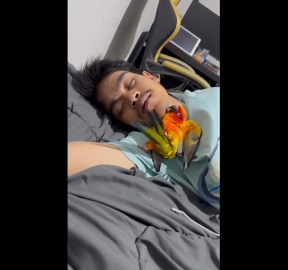 Pet parrot cuddles up with owner on bed