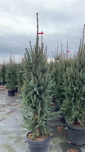 Crazy Height on these Cupressina Columnar Spruce #25