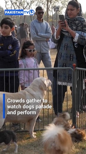 Pakistan TV brings you the official coverage of Pakistan Kennel Club’s All Breed Championship Dog Show and PGSDC Landesgruppen Show, held on 23 November 2025 at F-9 Park Islamabad. A grand opening judged by renowned international experts Billy Henderson from Ireland and Dennis Bibby from the UK. A proud showcase of dedication, discipline, and the rising standards of Pakistan’s canine world. 🇵🇰🐾✨ | Pakistan Kennel Club